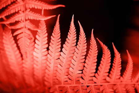 Beautiful fern leaves foliage. Natural floral fern background. Living Coral creative and moody color of the picture.の写真素材