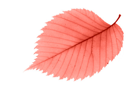 Yellow beautiful alder leaf isolated on white background. Autumn concept. Macro. Ispired by color of...