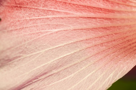 Coral flowers petal. Concept of Color 2019.の写真素材