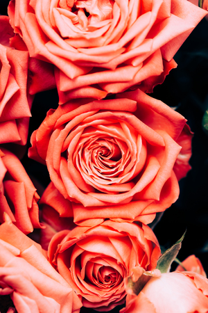Bouquet of delicate coral beautiful roses. Selective focus, macro.の写真素材