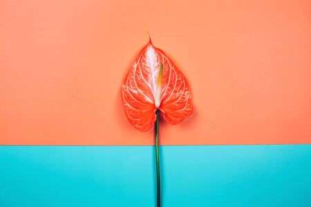 Beautiful tropical coral anthurium flower on dual background. Flat lay style.