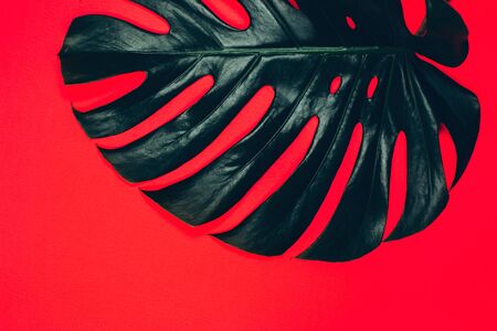 Close up green fresh monstera leaf on bright pink background. Tropical concept.の写真素材