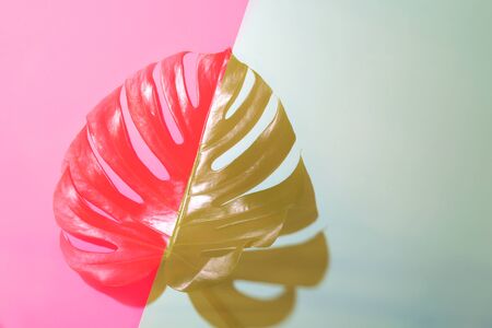 Silhouette of monstera leaf in backlight on coral and grey background. Tropical minimal concept.の写真素材
