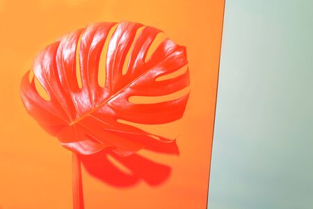 Silhouette of monstera leaf in backlight on coral and grey background. Tropical minimal concept.の写真素材
