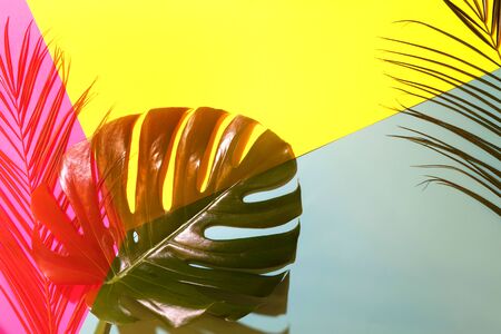 Silhouettes of tropical leaves in backlight on colorful background. Surreal concept.の写真素材