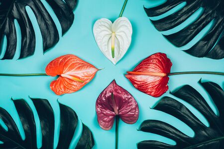 Tropical pattern of monstera leaves and anthurium flowers on blue background. Flat lay style.の写真素材