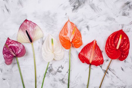 Assorted colorful beautiful natural anthurium flowers on textured concrete background. Top view.の写真素材