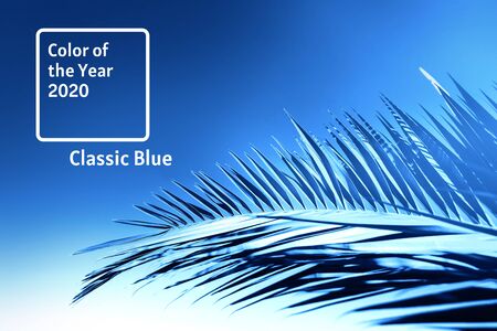 Blue palm leaves over blue sky with sunlight. Tropical trendy background. Color of the year 2020 concept.の写真素材