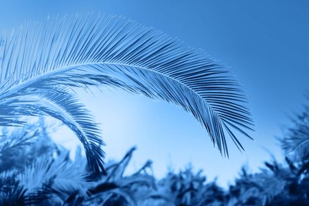 Blue palm leaves over blue sky with sunlight. Tropical trendy background. Color of the year 2020 concept.の写真素材
