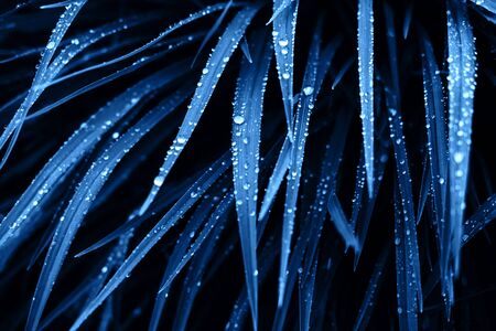 Blue leaves with rain drops. Color of the year 2020 concept.の写真素材