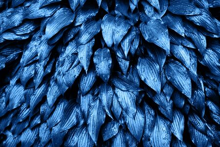 Blue leaves with rain drops. Color of the year 2020 concept.の写真素材