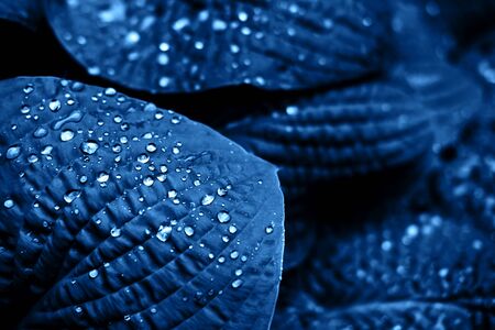 Blue leaves with rain drops. Color of the year 2020 concept.の写真素材
