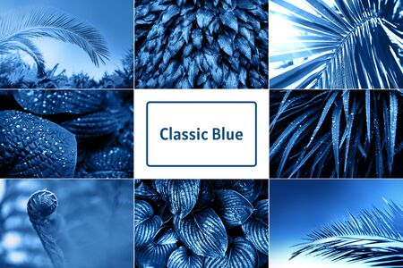 Collage with nature leaves inspired by blue color of the year 2020の写真素材