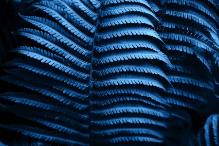 Beautiful fern leaves foliage in blue color. Perfect background for your designの写真素材