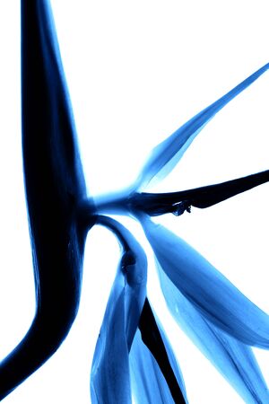 Creative photo of unusual Birds of Paradise flower on white background. Macro.の写真素材