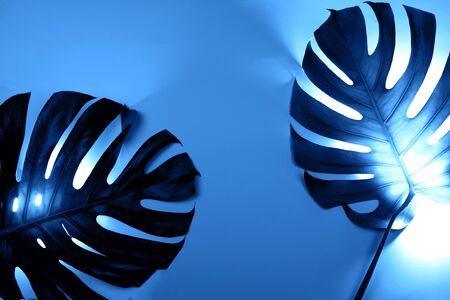 Two monstera leaves on blue background with creative neon backlight. Tropical concept.の写真素材