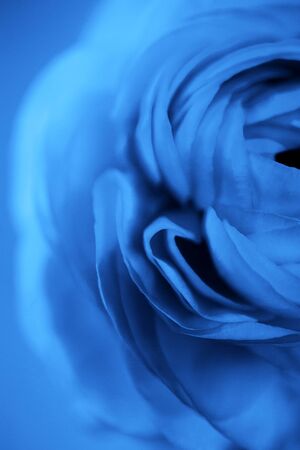 Delicate ranunculus flower in trendy blue light. Color of the year 2020の写真素材