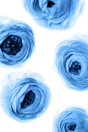 Pattern of blue buds of ranunculus flower on white background. Macro.の写真素材