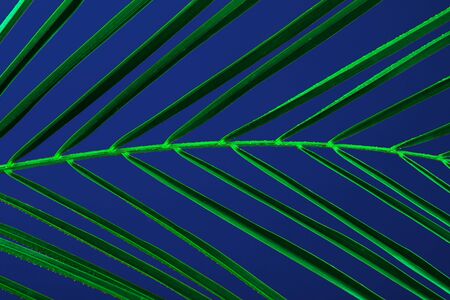 Macro of big green palm leaf on dark blue background. Vertical photo.の写真素材