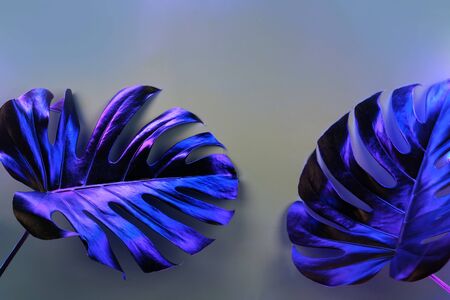 Fresh natural green monstera leaves on grey background in trendy neon blue light. Creative concept.の写真素材