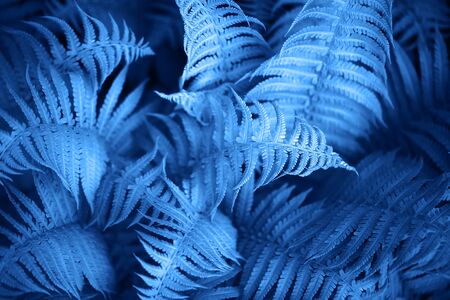 Beautiful fern leaves foliage in blue color. Perfect background for your designの写真素材