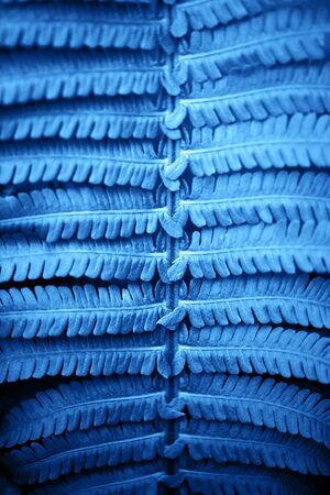 Beautiful fern leaves foliage in blue color. Perfect background for your designの写真素材