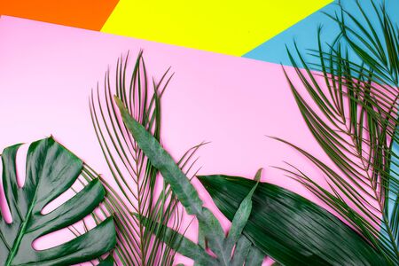 Mix of tropical green fresh leaves on geometric multicolored neon backgrounds. Summer concept.の写真素材
