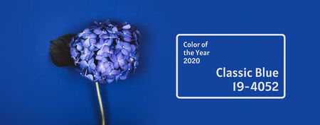 Blue hydrangea on a blue trendy background. Demonstrating color of the year 2020の写真素材