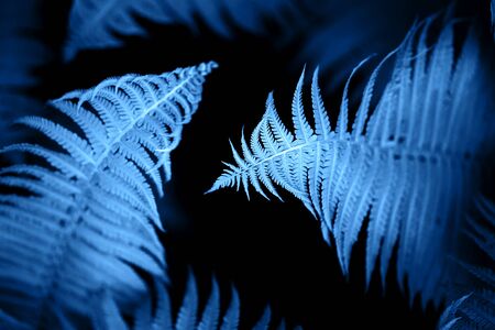 Beautiful ferns leaves blue foliage natural floral fern background.の写真素材