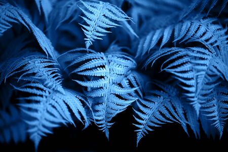 Beautiful ferns leaves blue foliage natural floral fern background.の写真素材
