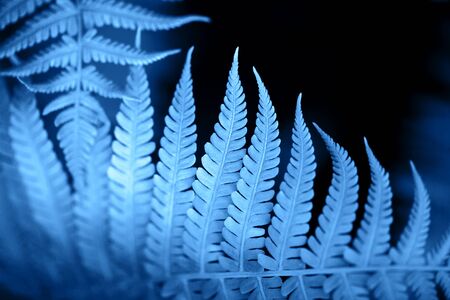 Beautiful fern leaves foliage in blue color. Perfect background for your designの写真素材