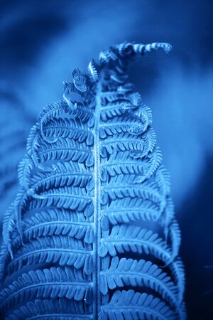 Beautiful fern leaves foliage in blue color. Perfect background for your designの写真素材