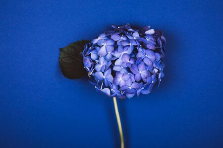 Blue hydrangea on a blue trendy background. Monochrome trendy photo ispired by color of the year 2020の写真素材