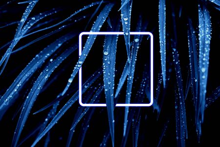 Blue leaves with rain dropsand neon frame. Color of the year 2020 concept.の写真素材