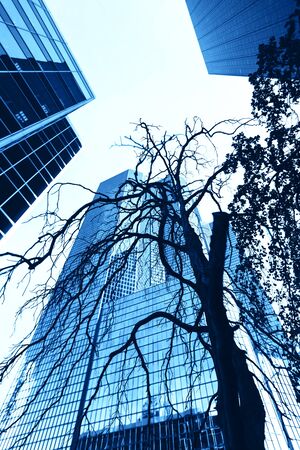 Dry tree on the background of a modern glass buildingの写真素材