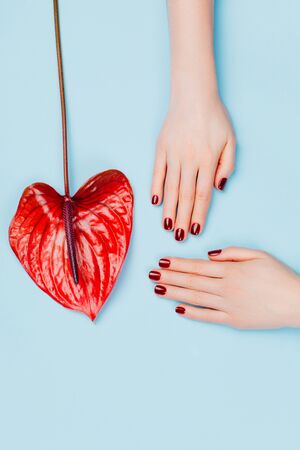 Red manicure and flower - Anthurium bordo on blue background. Concept of stylish manicure. Flat lay style.の写真素材