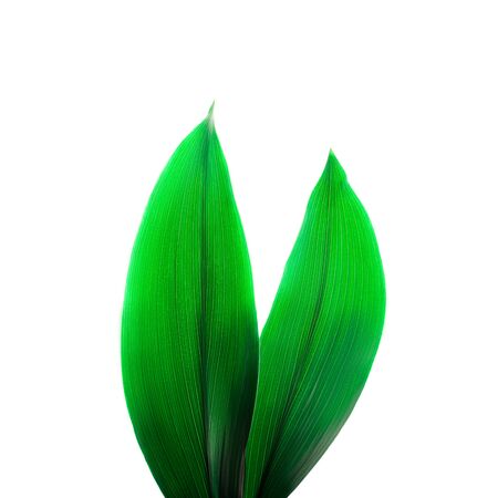 Rabbit ears made of natural green tropical textured leaves on white background. Easter concept....