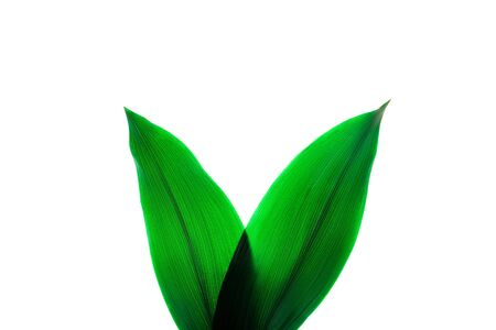 Rabbit ears made of natural green tropical textured leaves on white background. Easter concept.の写真素材