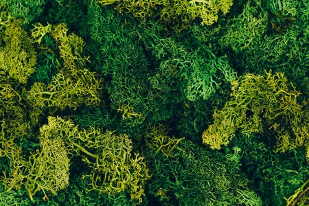 Wild green natural moss in macro shot. Flat lay style. Zero waste consept.の写真素材