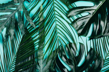 Mix of tropical green fresh leaves on turquoise background. Summer exotic pattern.の写真素材