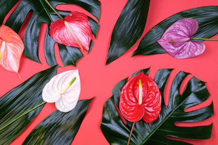 Mix of tropical leaves with colorful anthurium flowers on trendy coral background. Summer concept.