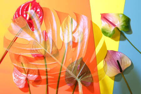 Palm leaf with colorful anthurium flowers on trendy colorful background. Summer concept.