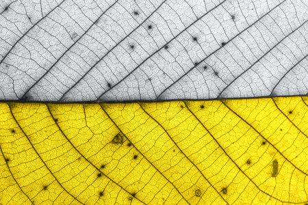 Demonstrating trendy colors of year 2021 - Gray and Yellow. Texture of autumn old leaf in trendy colors leaf with brown spots. Macro.の写真素材