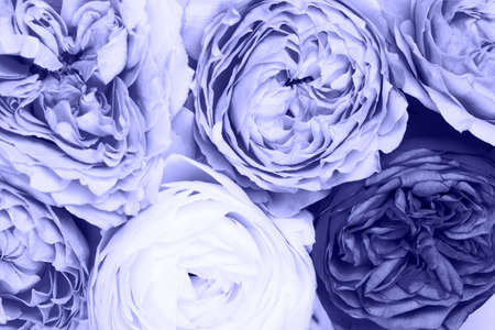 Background made of rosesの写真素材