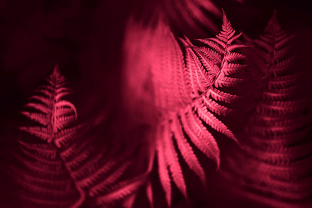 Beautiful fern leaves red foliage natural floral fern background. red creative and moody color of the picture. Demonstrating Viva Magenta - trendy color of the year 2023の写真素材