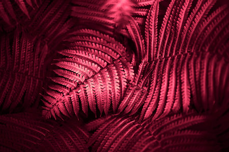 Beautiful fern leaves red foliage natural floral fern background. red creative and moody color of the picture. Demonstrating Viva Magenta - trendy color of the year 2023の写真素材