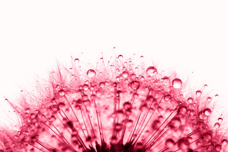 Dandelion in the dew drops on white background, macro. Place for text. Demonstrating Viva Magenta - trendy color of the year 2023の写真素材
