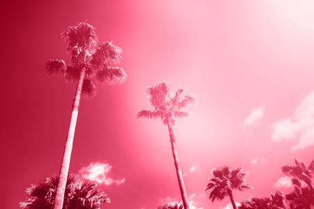 Tall palms against red cloudy sky at sunny day. red toning. . Demonstrating Viva Magenta - trendy color of the year 2023の写真素材