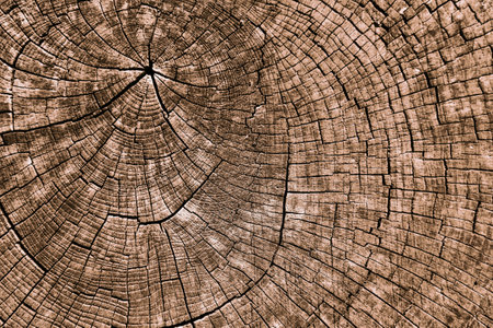 Close-up of tree rings showing natural textures and earthy tonesの写真素材