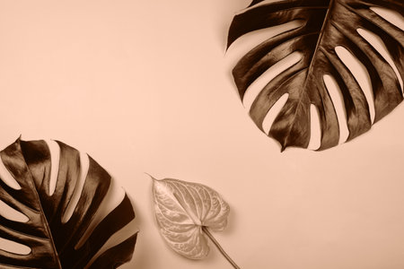 Tropical leaves arranged aesthetically on a monochromatic background for designの写真素材